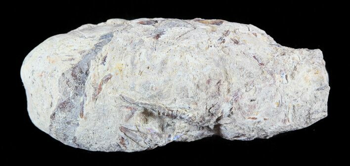 Cretaceous Fish Coprolite (Fossil Poop) - Kansas #49358